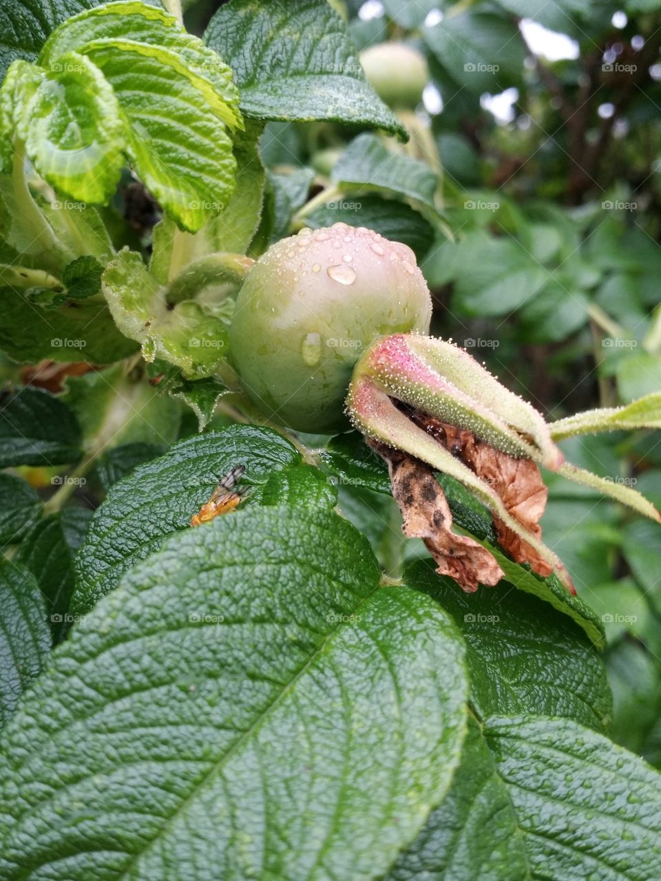 Rose hip