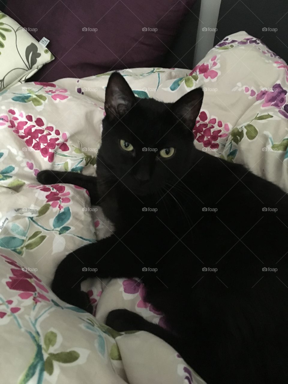 Black cat in bed 
