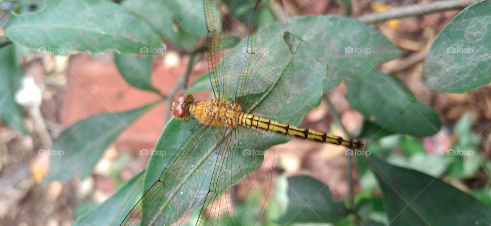 Dragonflies or sibar-sibar and Dragonfly Needles are a group of insects belonging to the Odonata nation.