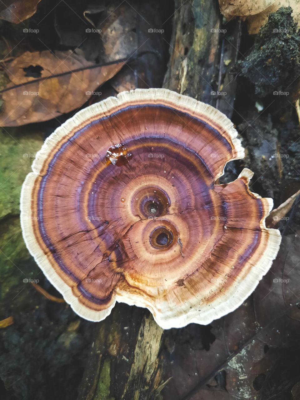 A fungee adventure. A mushroom in the lush rain forests of Sri Lanka