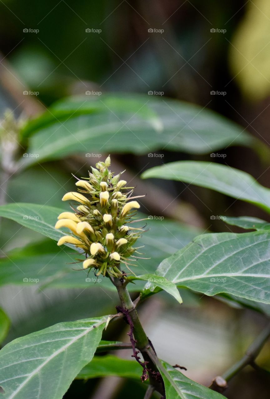 Yellow bugs beginning to open among the dark green leaves