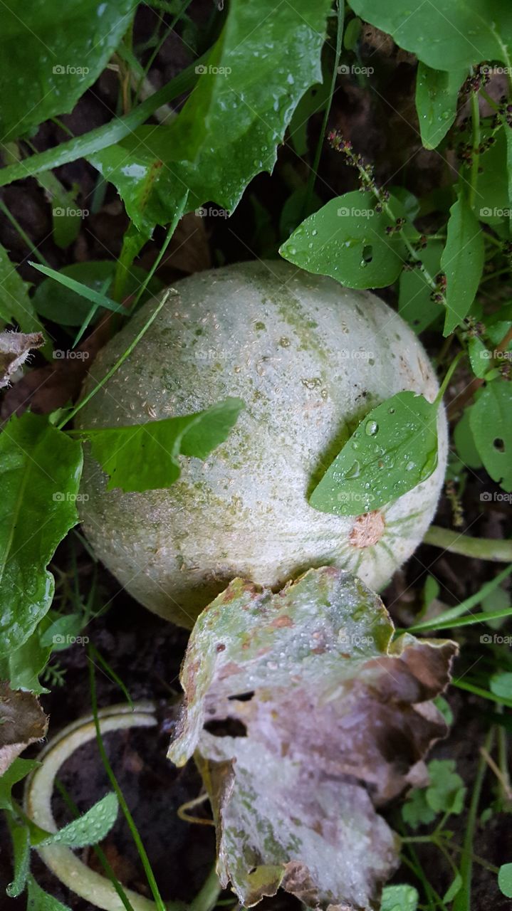 Schön Rund Lecker, mein Garten.