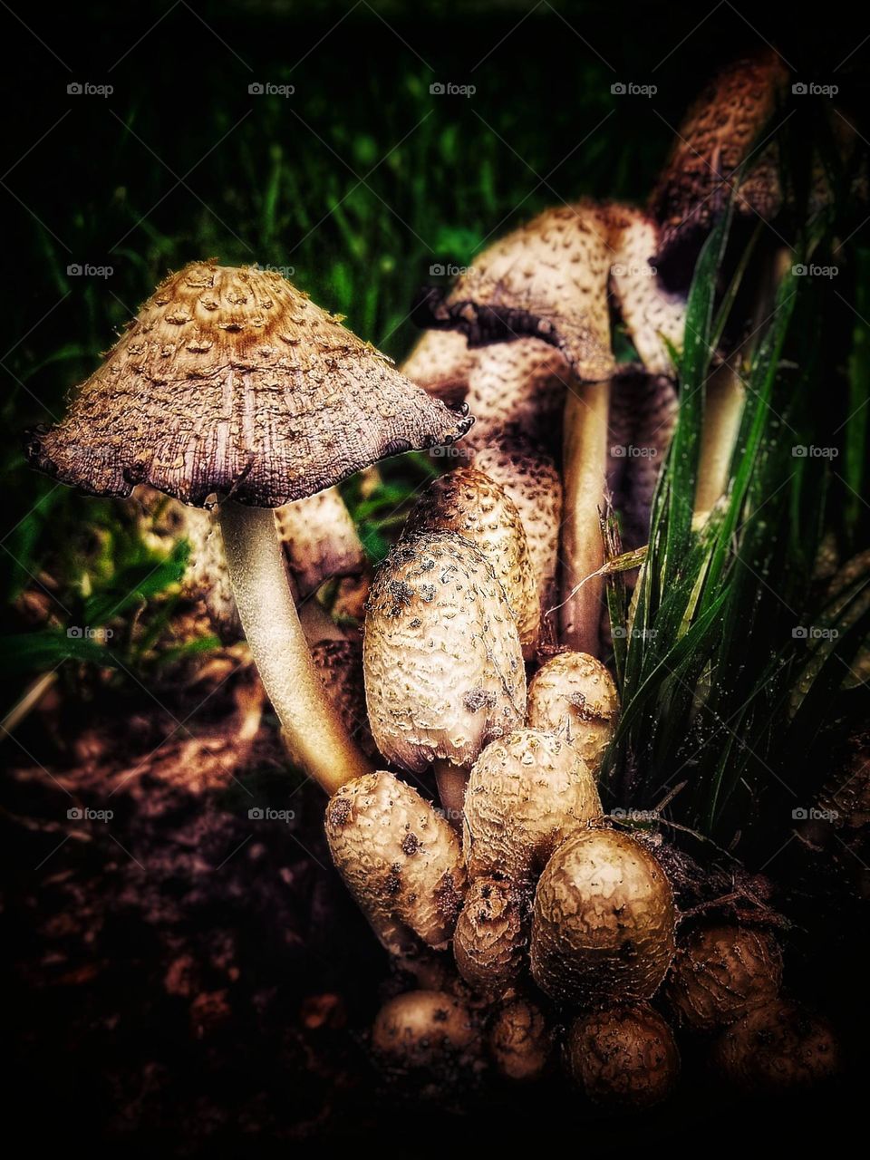 Shaggy Mane Mushrooms