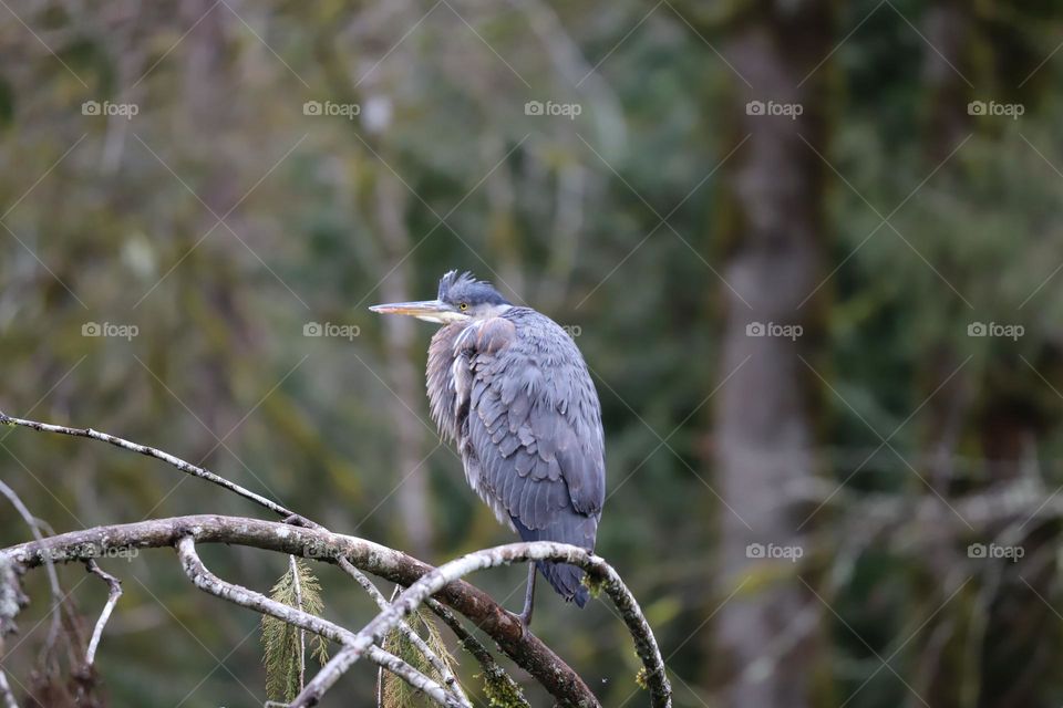 Heron perched on a twig