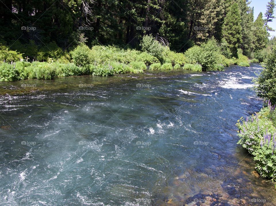 The Metolius River in Central Oregon rushes along its ponderosa pine tree and bush covered river banks on beautiful sunny summer day. 