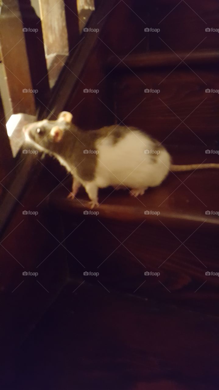 pet rat on stairs