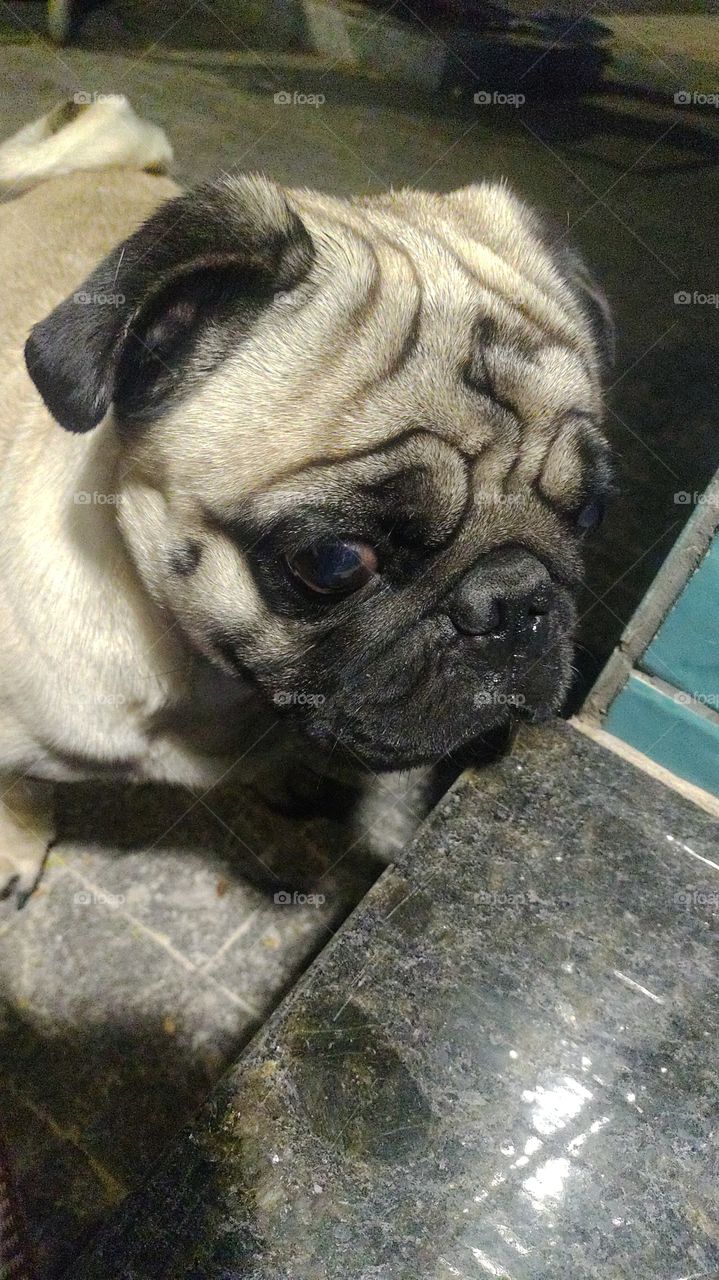 Pug, cachorro, cão