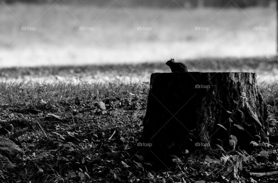 black and white minimal photo with silhouette of a chipmunk