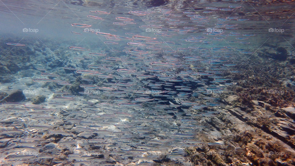 fish in the sea, underwater photo. crystal blue water