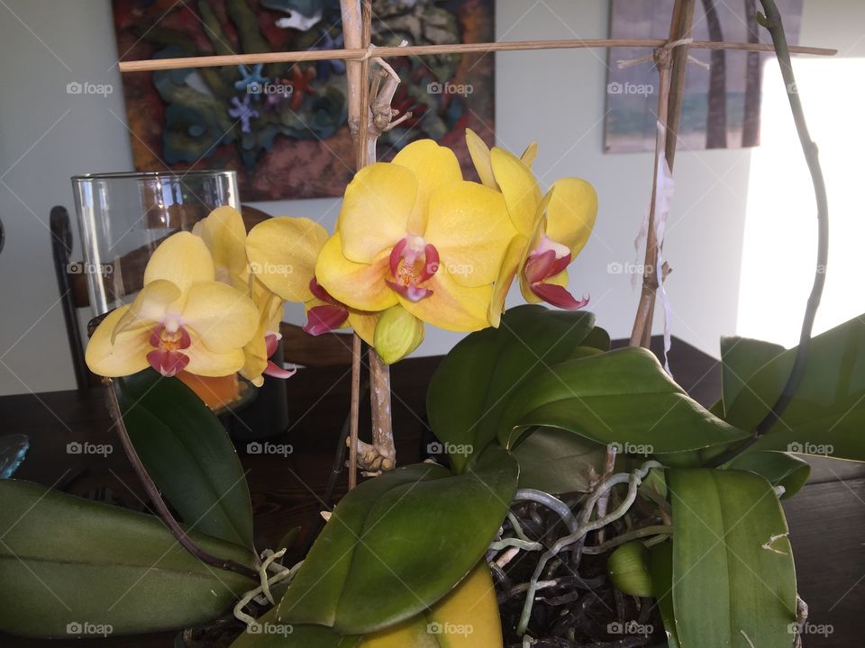 Yellow phalaenopsis orchid