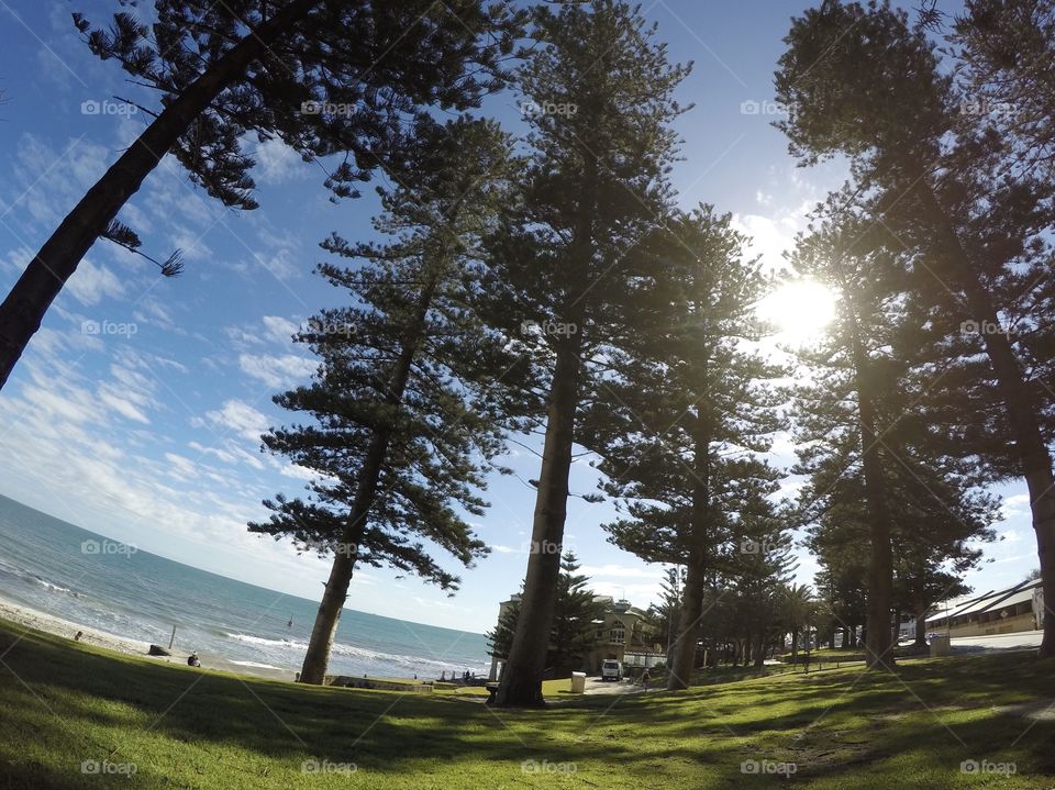 Tall Trees around Seaside, Perth