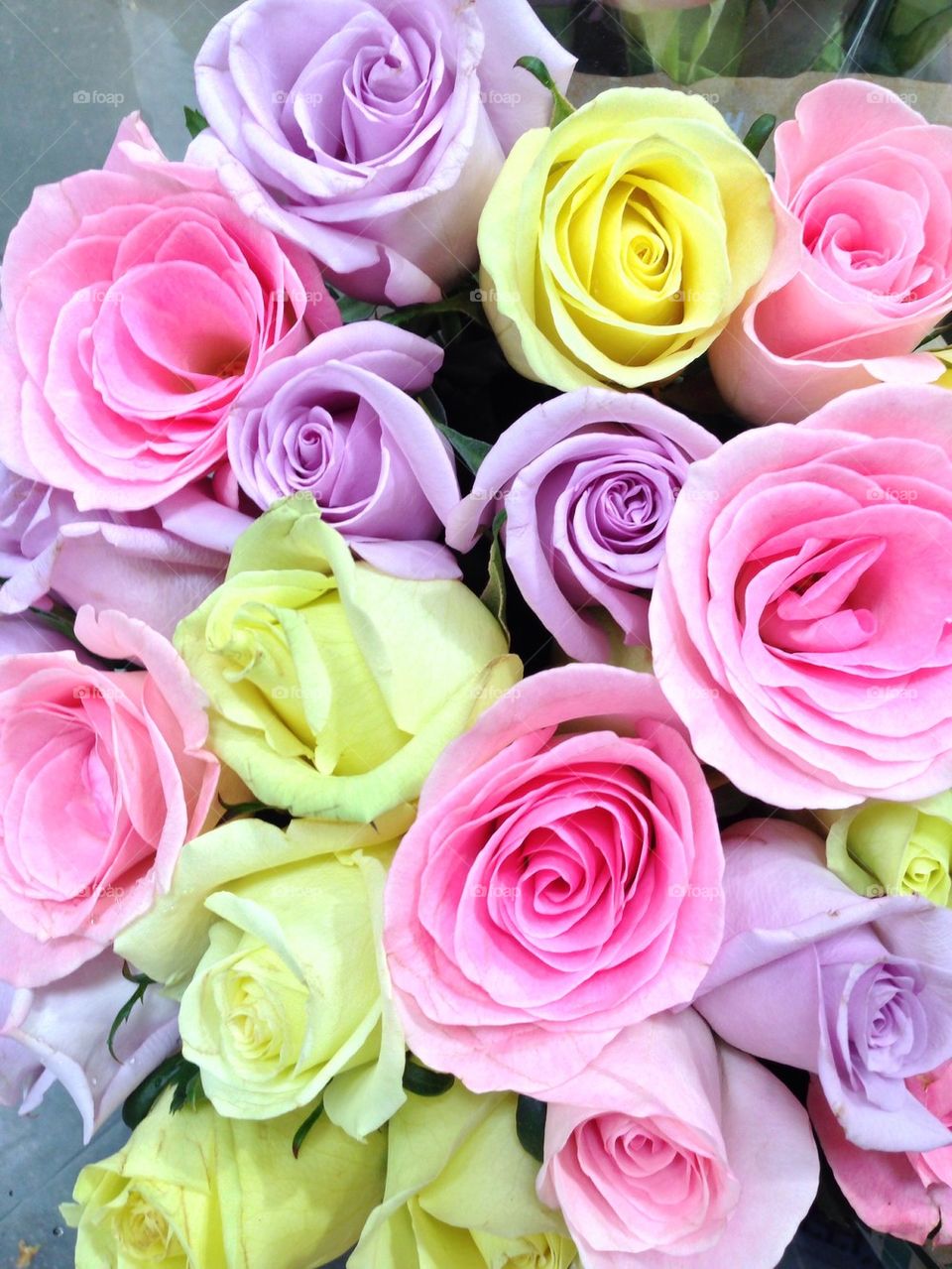 Pastel Roses