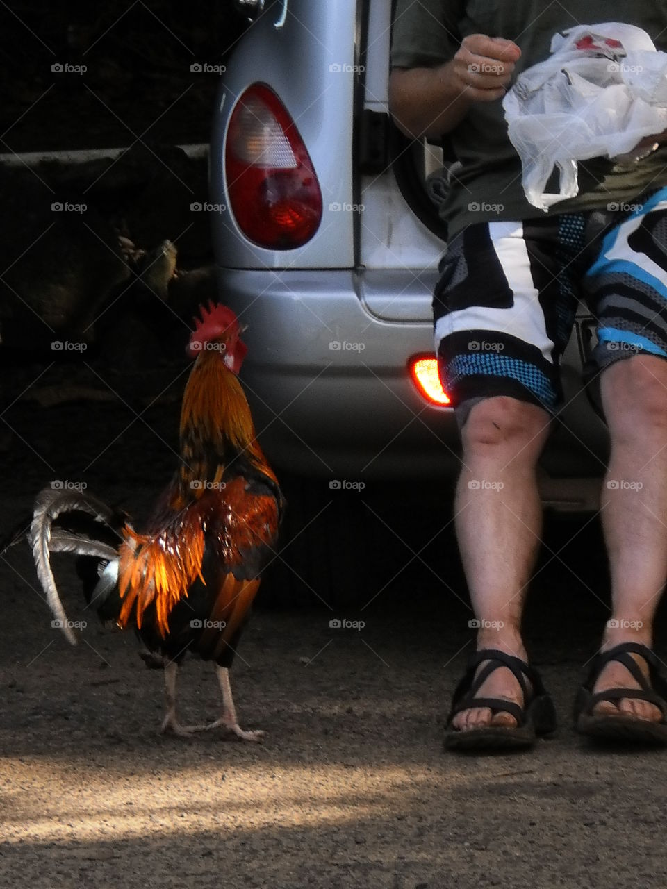 chicken begging for snacks in kauai hawaii