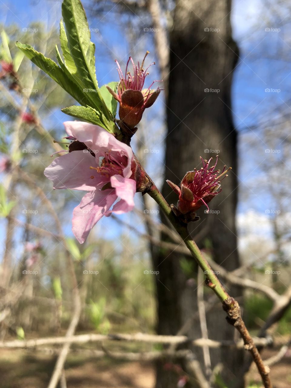 Peach tree blossom 
