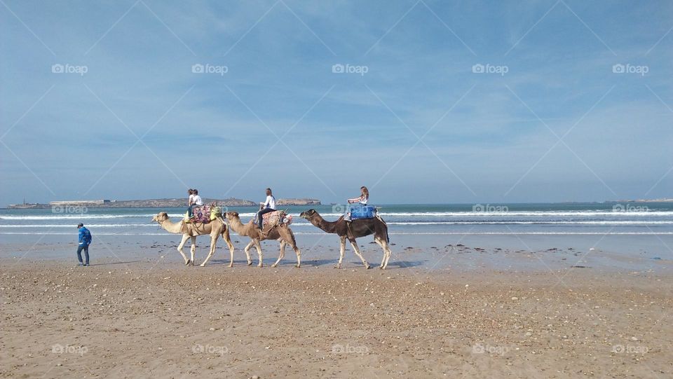 Camel Tourist Ride by the Beach.