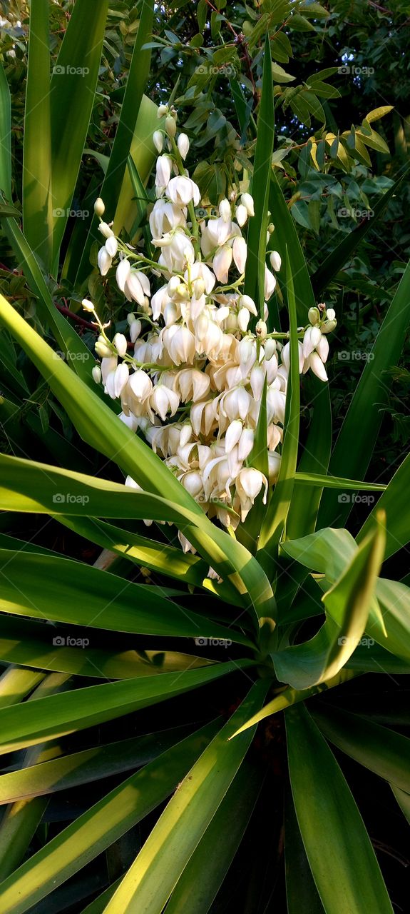 Yucca gloriosa