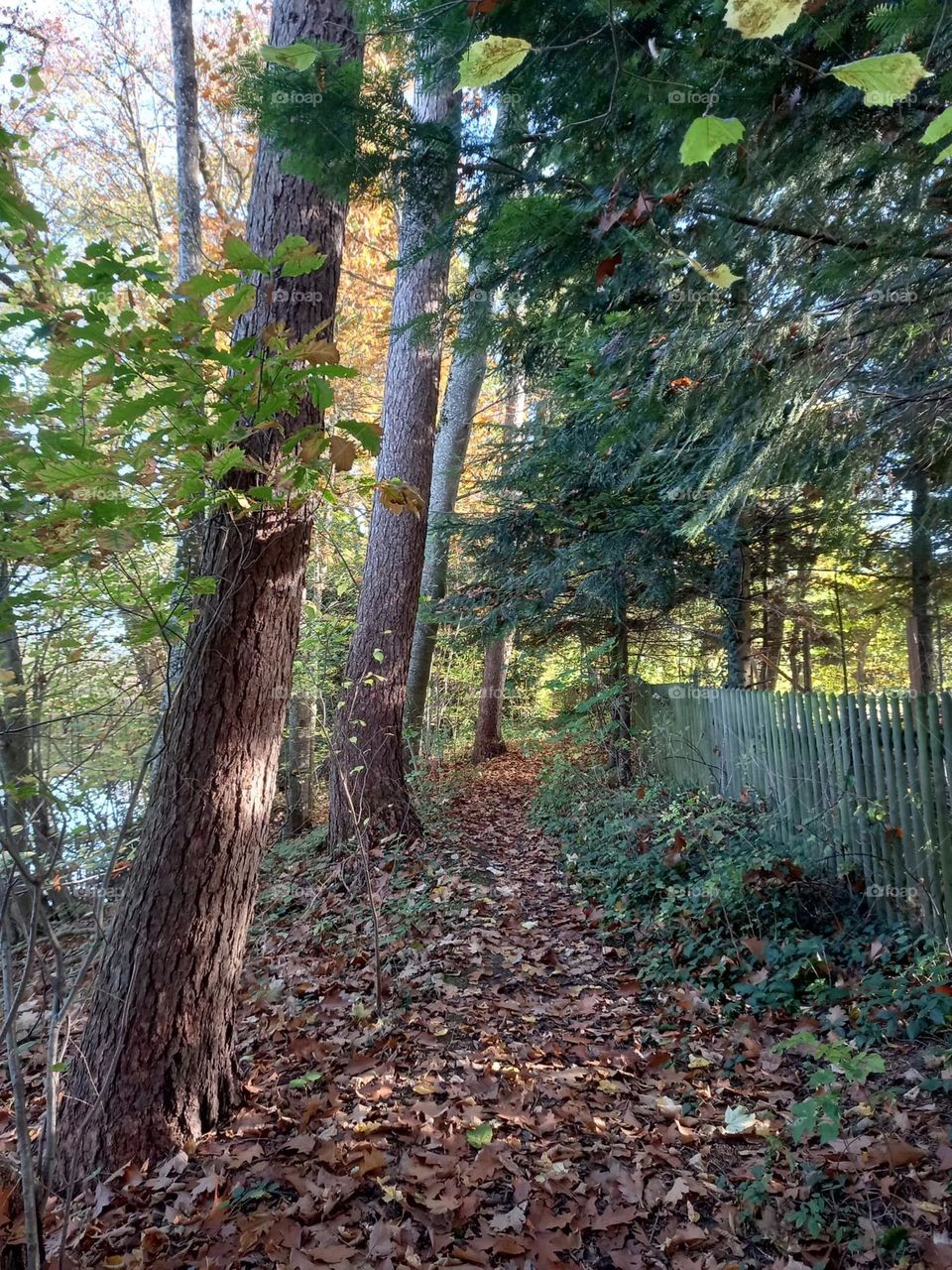 Trail Through the Autumn Woods