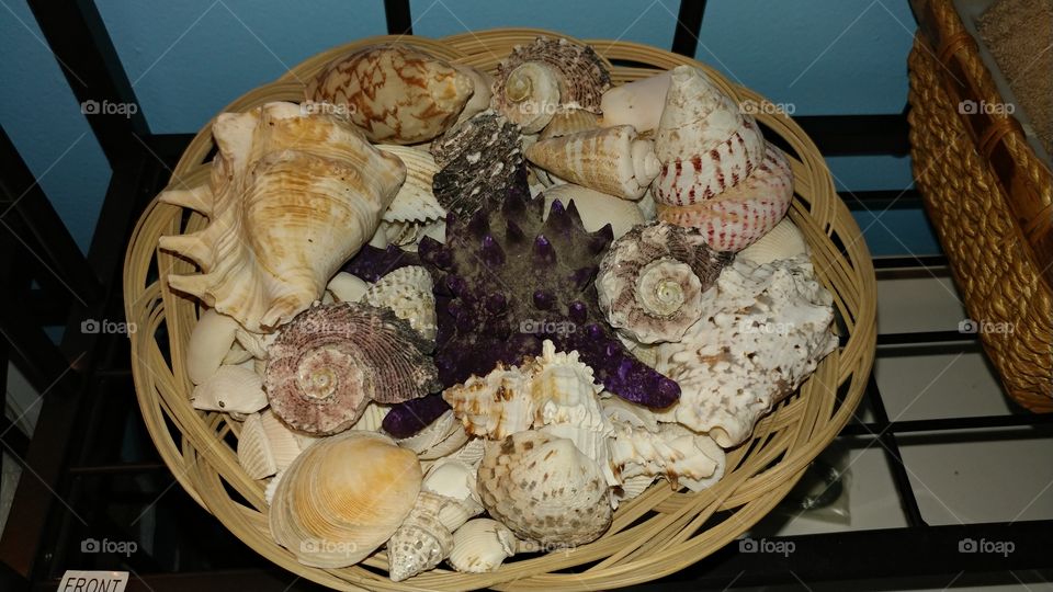 Food, Seashell, Desktop, Shellfish, Marine
