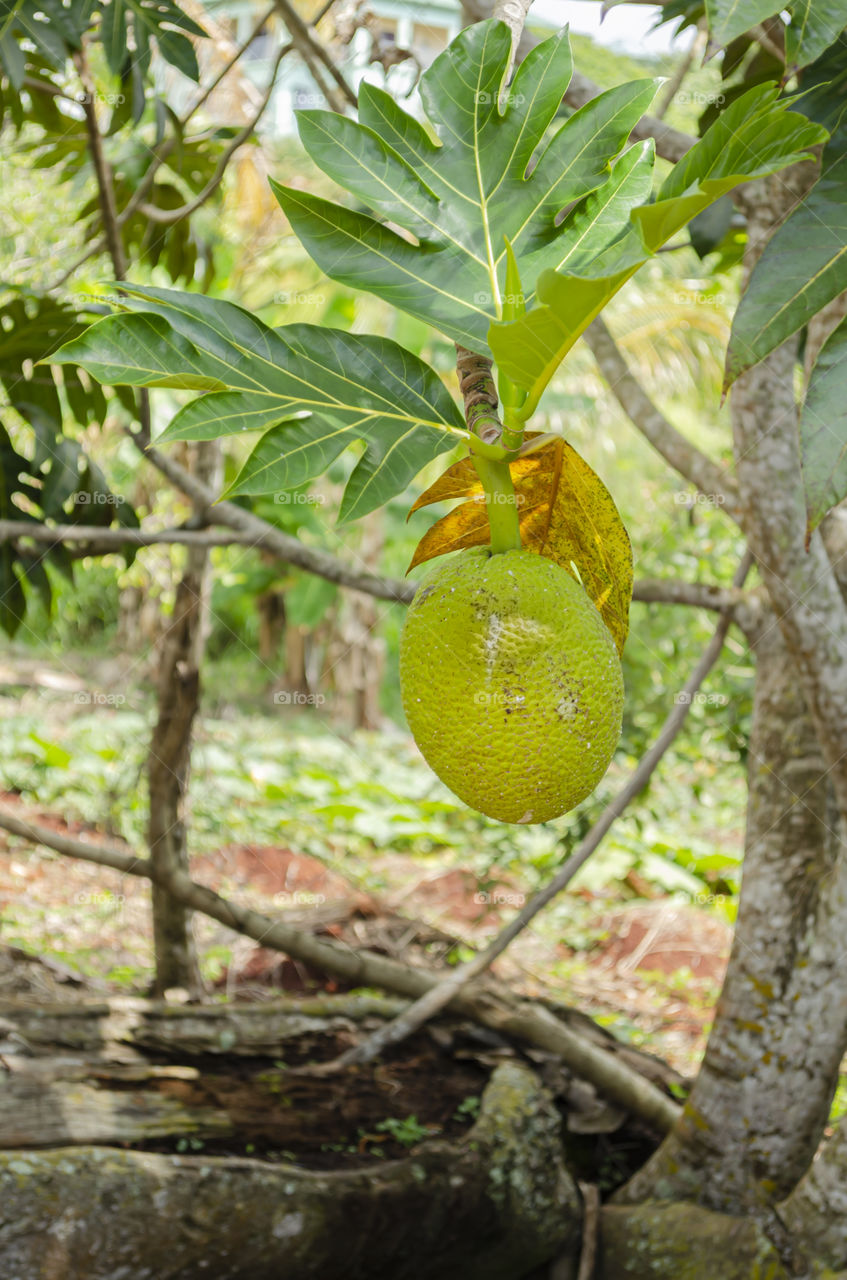 Mature Breadfruit Suspended From A Branch By Its Stem