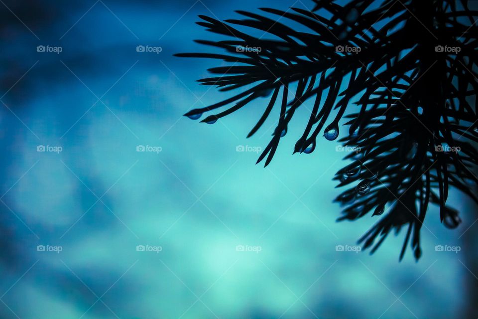 An evergreen tree branch in blue shadows with tiny rain droplets on its needles during winter in New England.