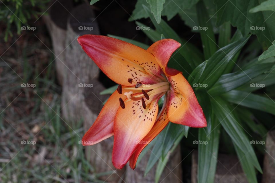 Orange lili 