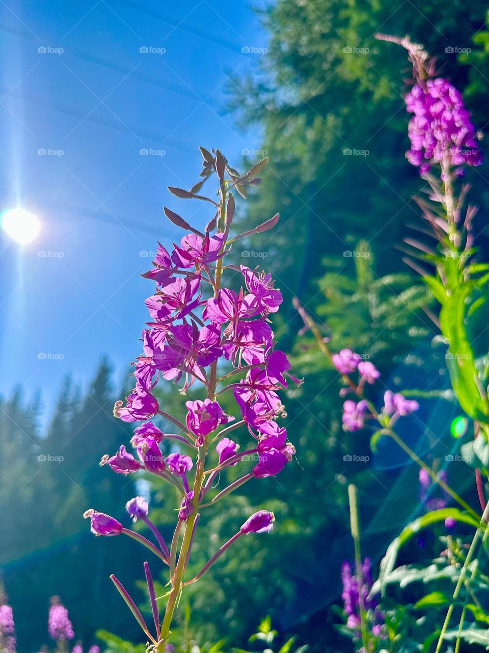 SPRING BEAUTIFUL FLOWERS IN THE SUN 