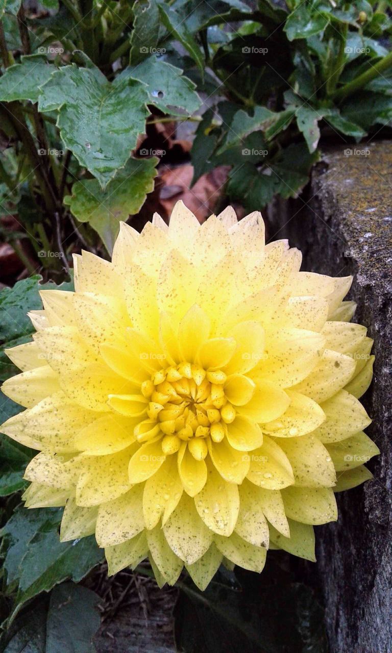 Yellow Dahlia