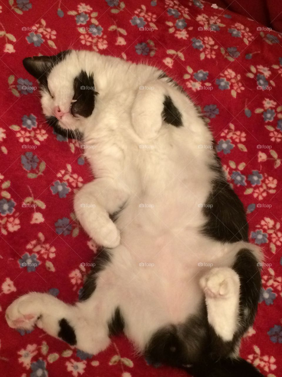 Black white cat cute belly stretch
