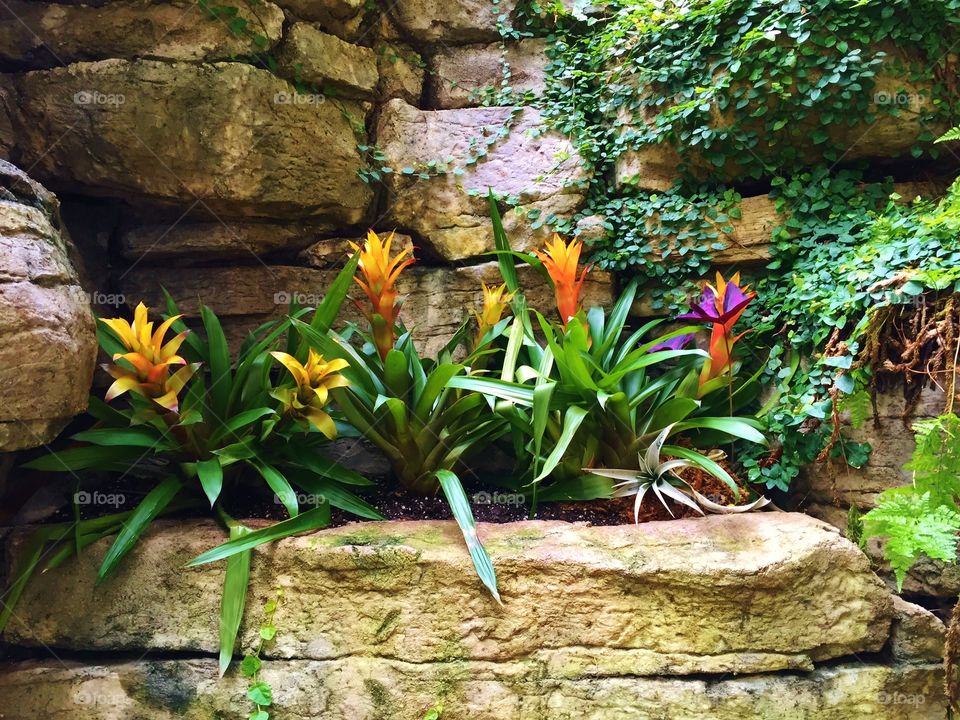 Flowers growing on rock