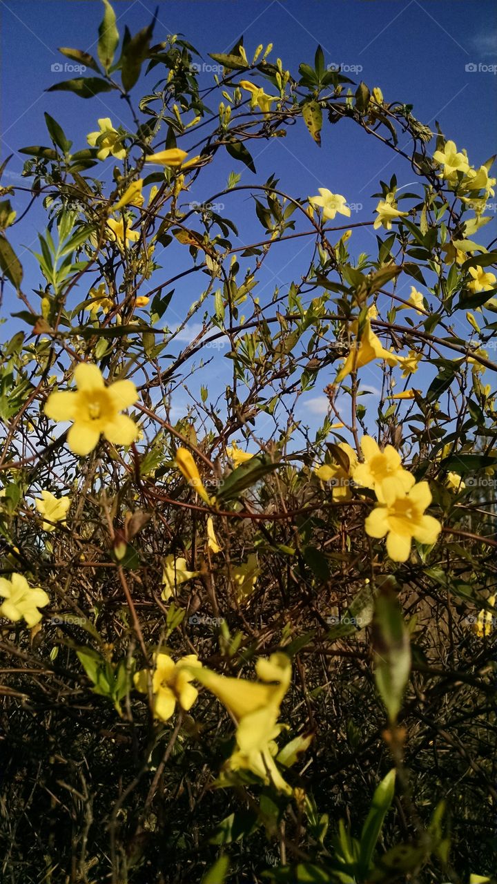 Yellow Flora