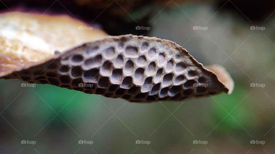 Trametes hirta fungi