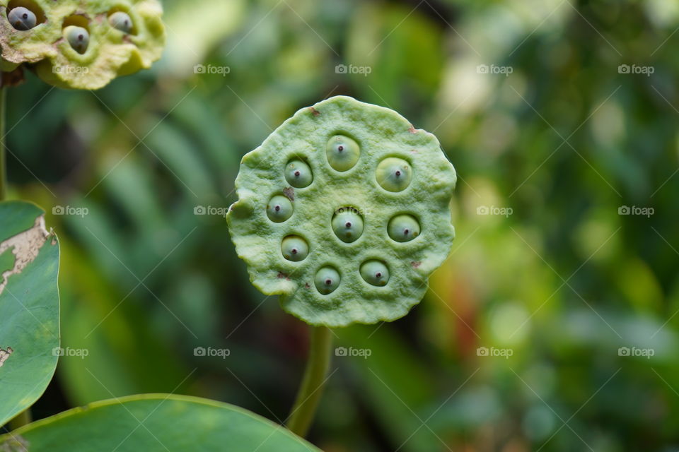 Lotus seed pods in the garden with green nature background