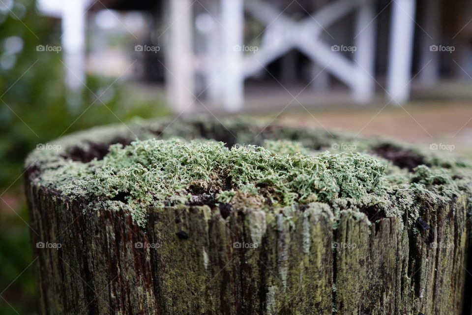 Weathered wooden post covered in lichen and moss