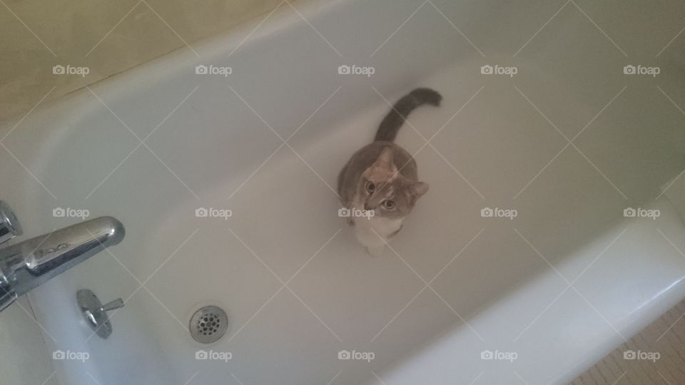 bath time kitty. Kiha is testing her new bathtub 