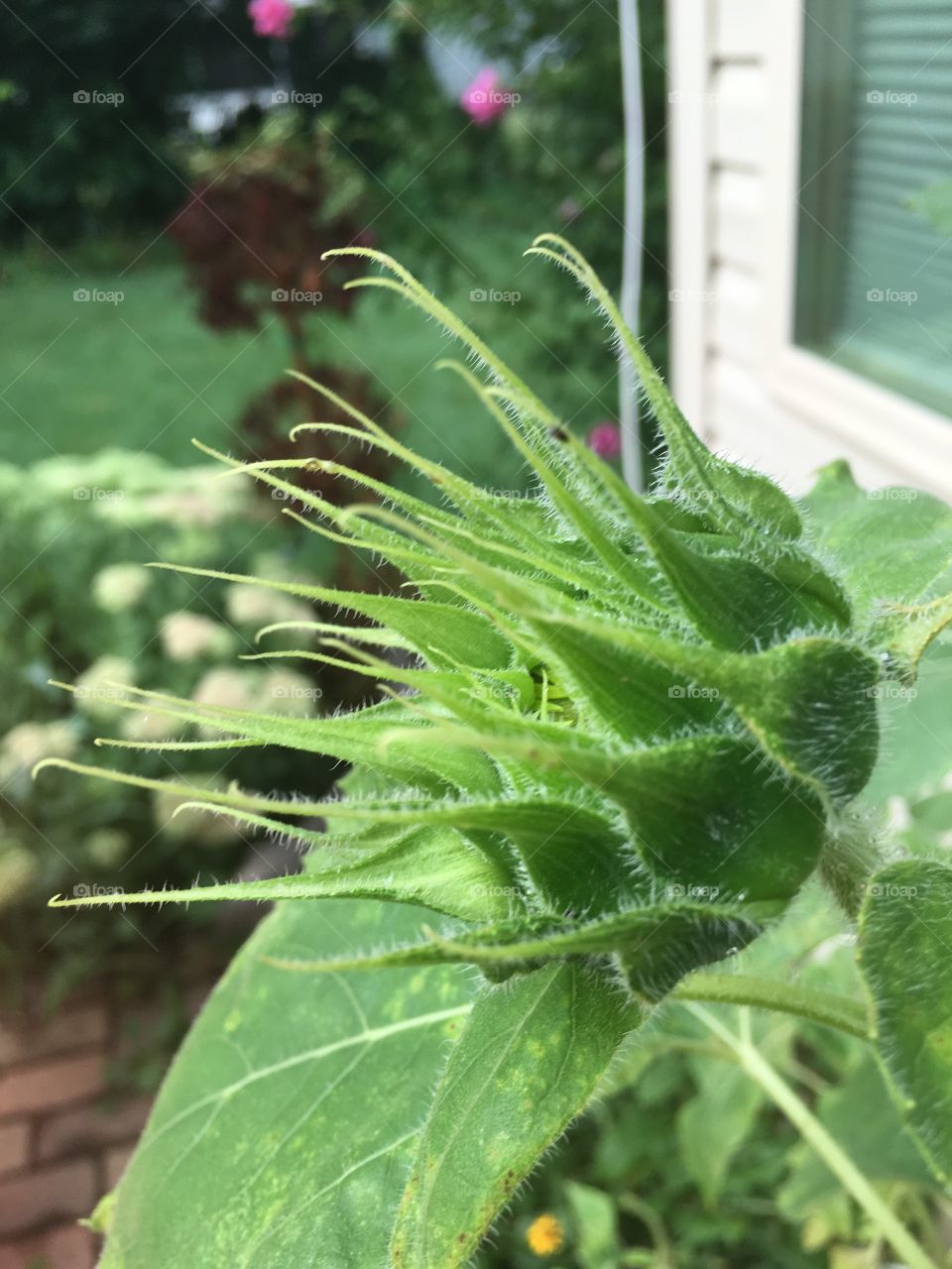 Ready to bloom sunflower
