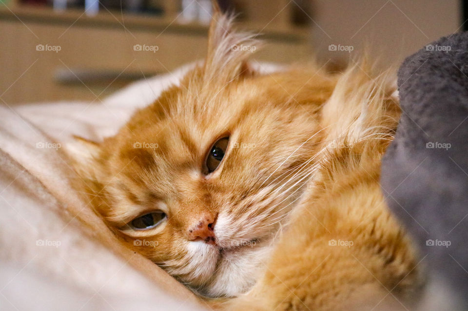 Fluffy,ginger cat resting on the pillow
