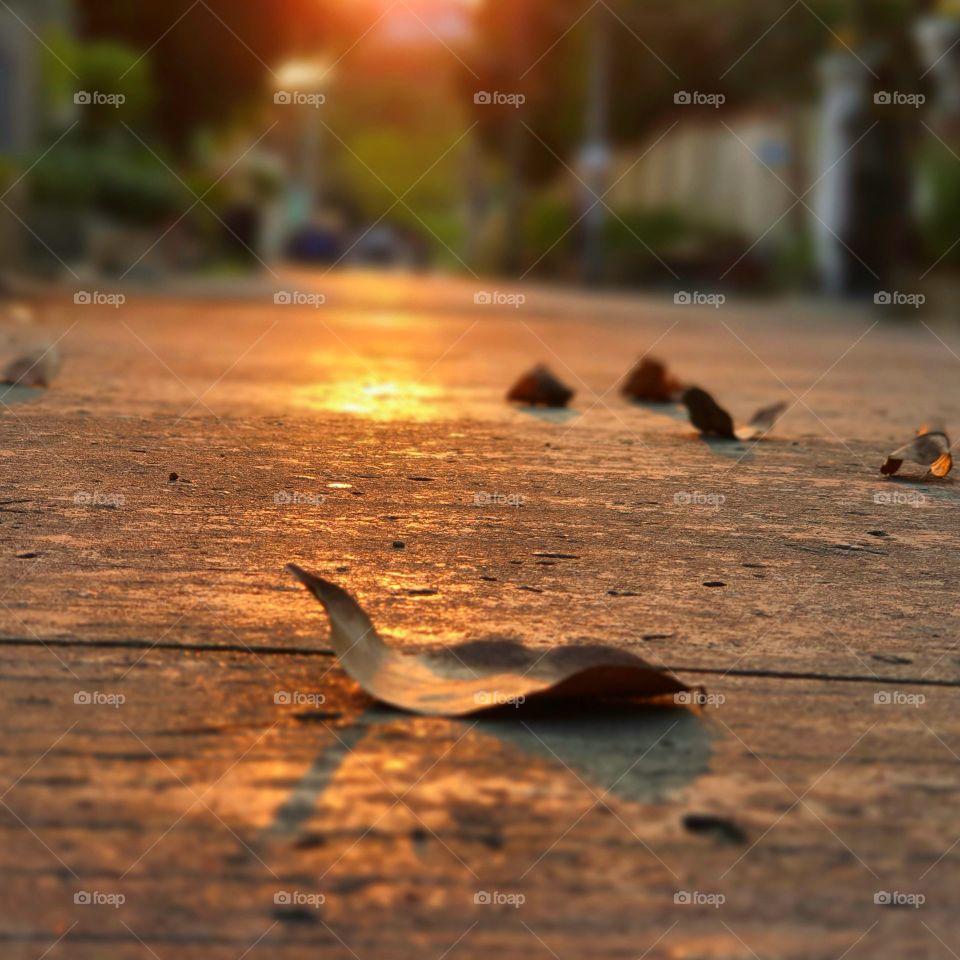 Fallen leaves and sun set