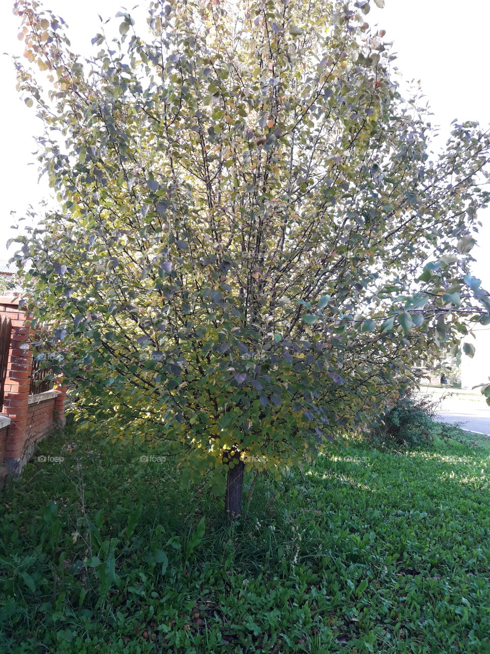 Сад.Осень.Красноярский край