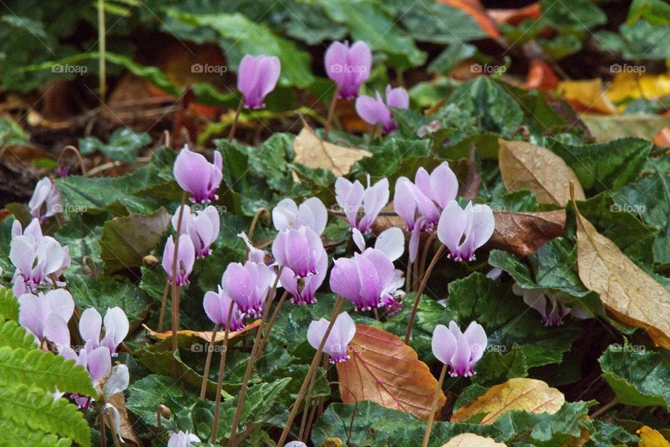 purple crocus flowers in spring