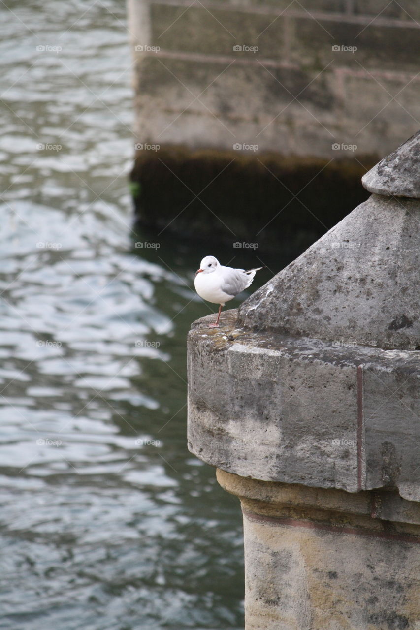 Resting by the river. Seagull by the River Seine