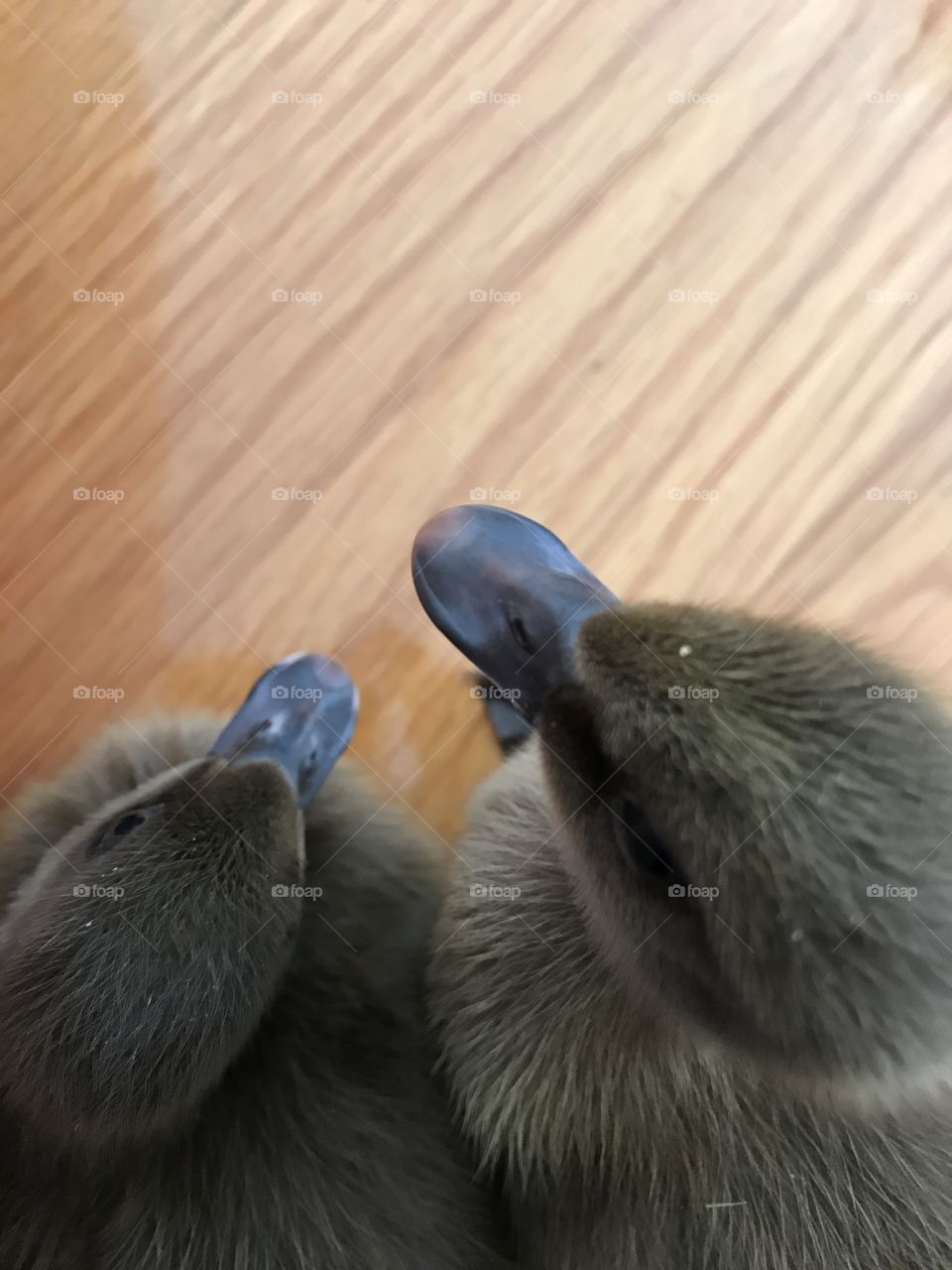 Ducks 