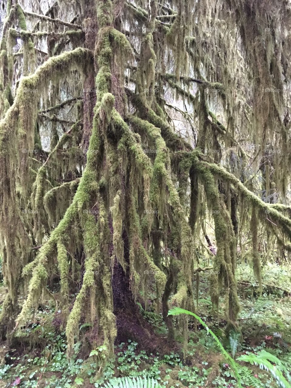 Mossy forest 