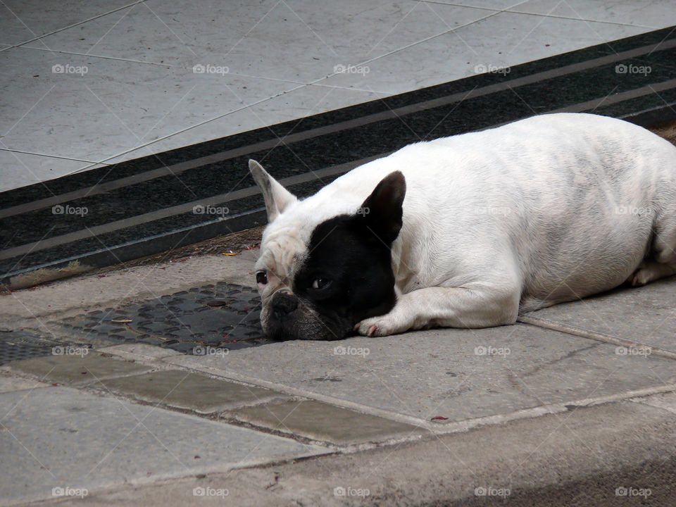 Dog lying on pavement in Gáldar, Las Palmas, Spain.
