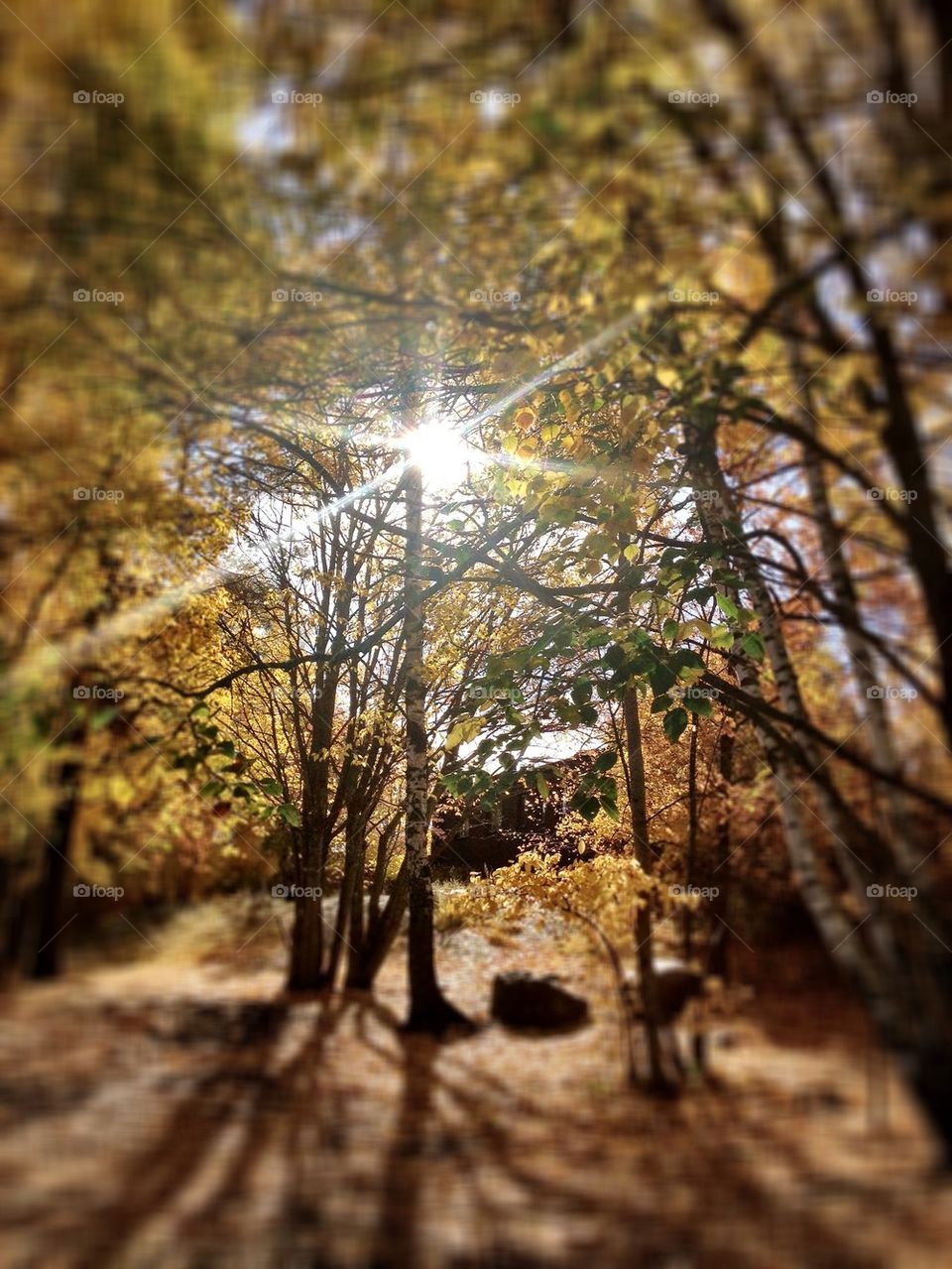 Sunny fall