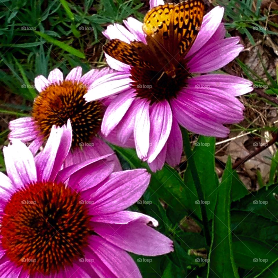 Find the Butterfly. After taking this picture of my Cone Flowers I realized there was a butterfly on my cone flower. It was a surprise!