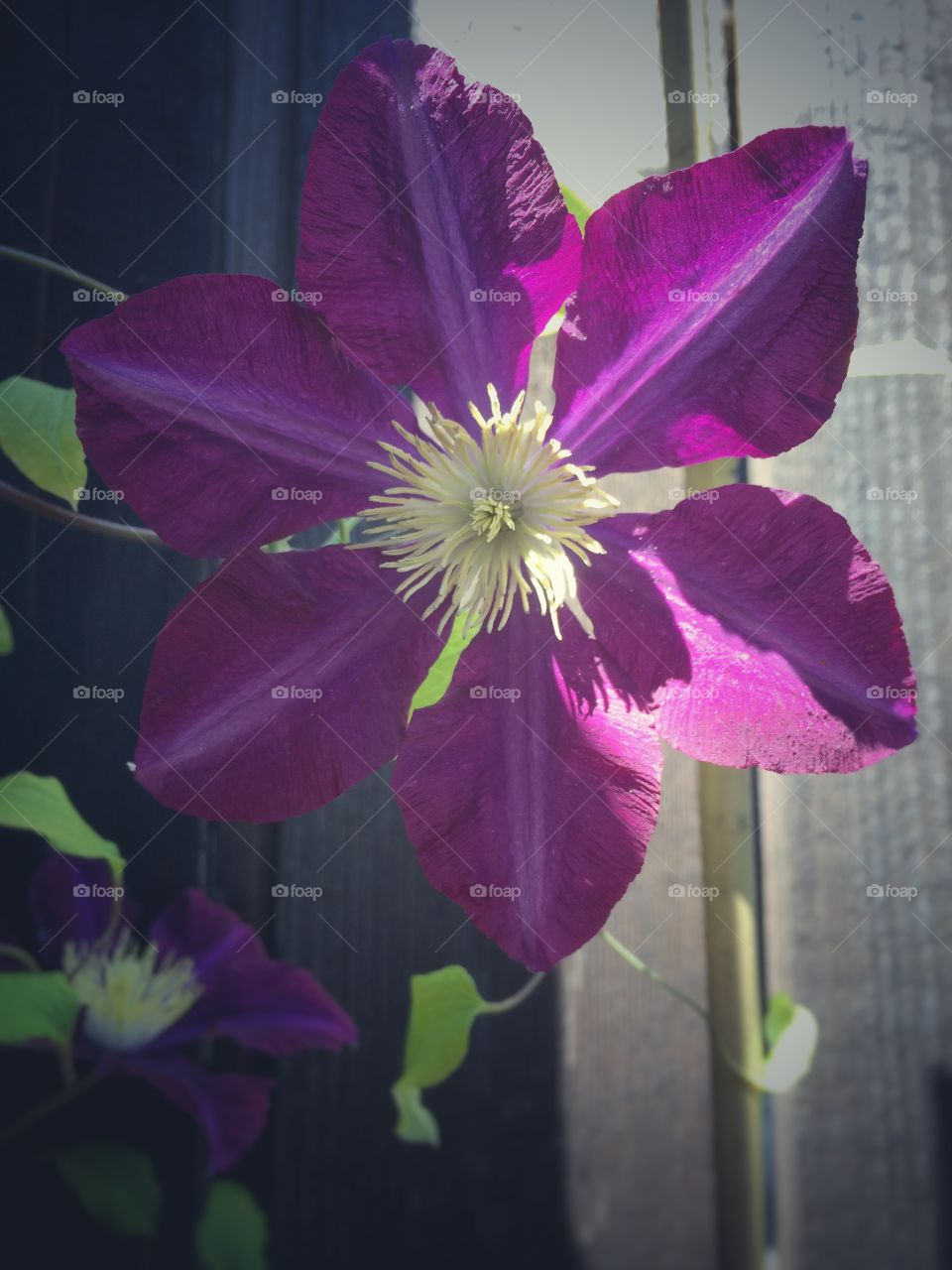 Clematis and it's beautiful flowers 