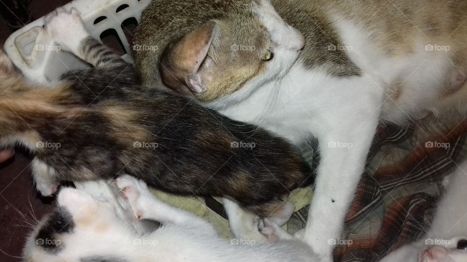 lititle baby cat with its mam cat