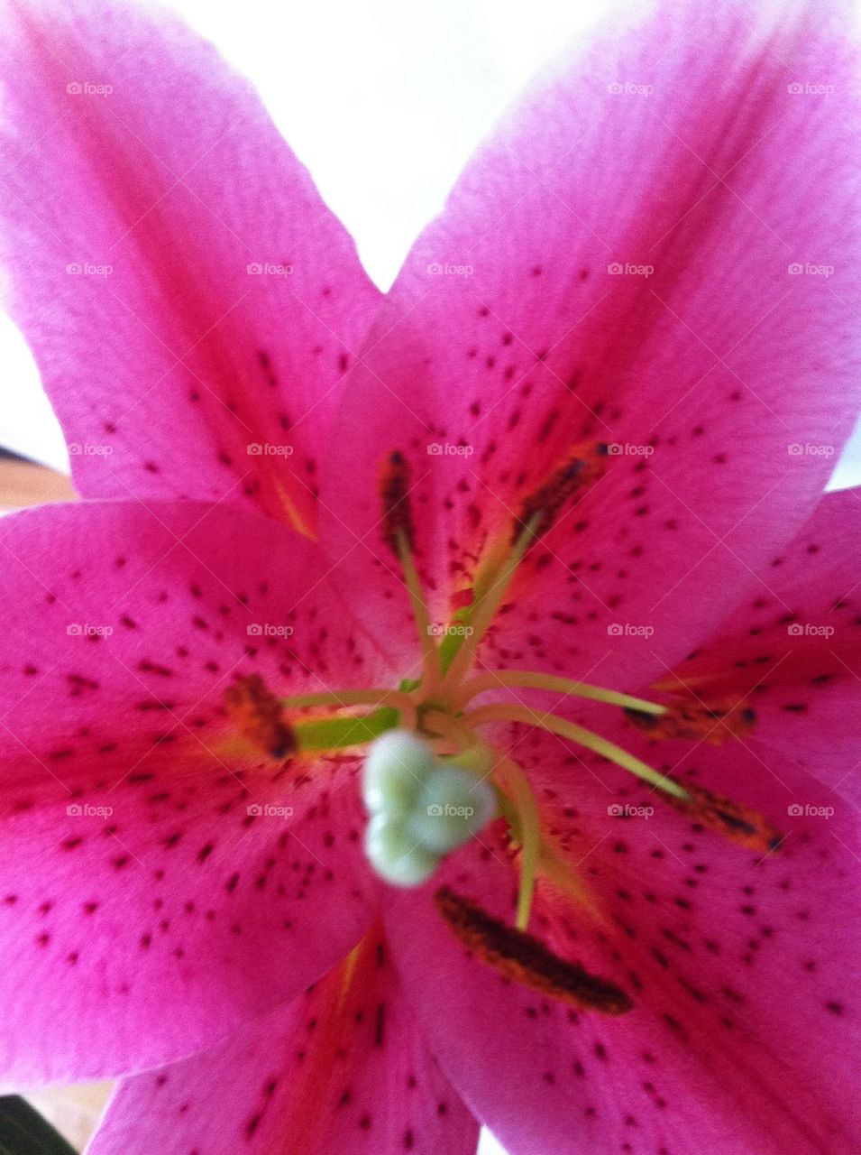 Flower Lilly 