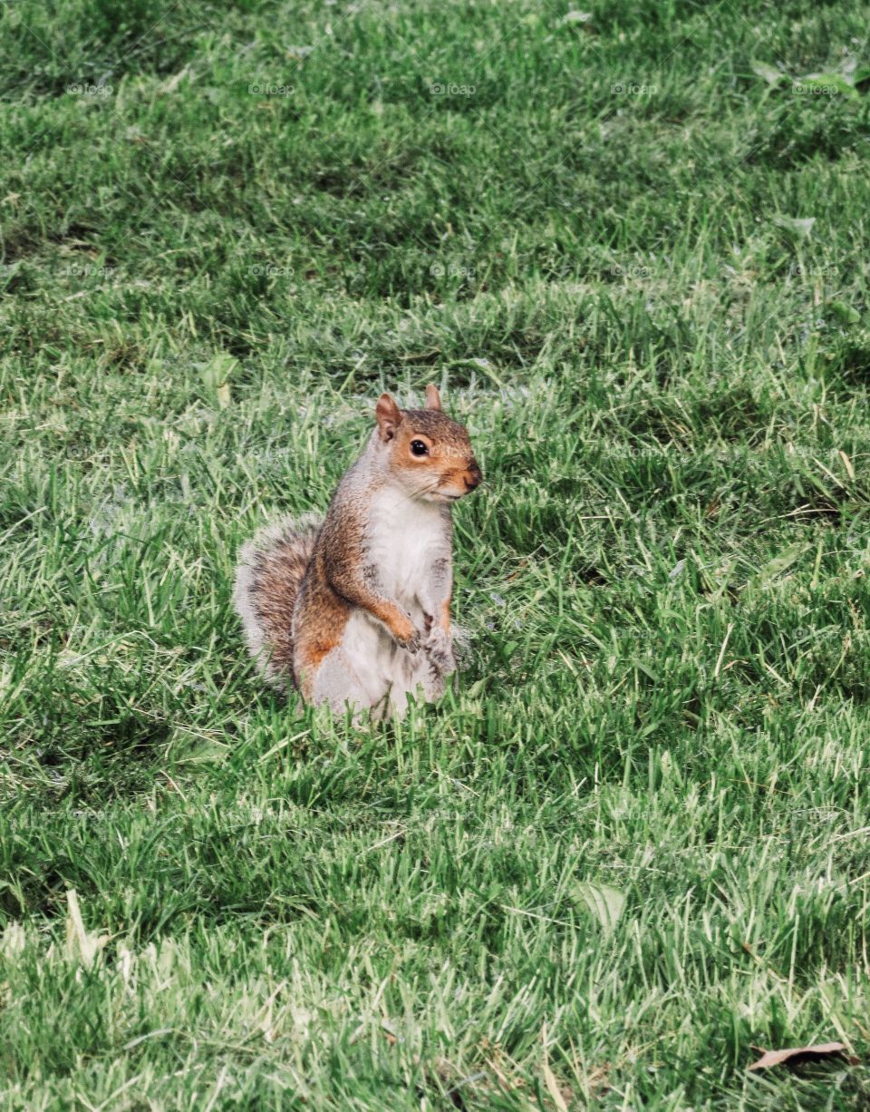 Squirrel, wildlife, New York, Central Park, Manhattan, grass, nature, Animal, 