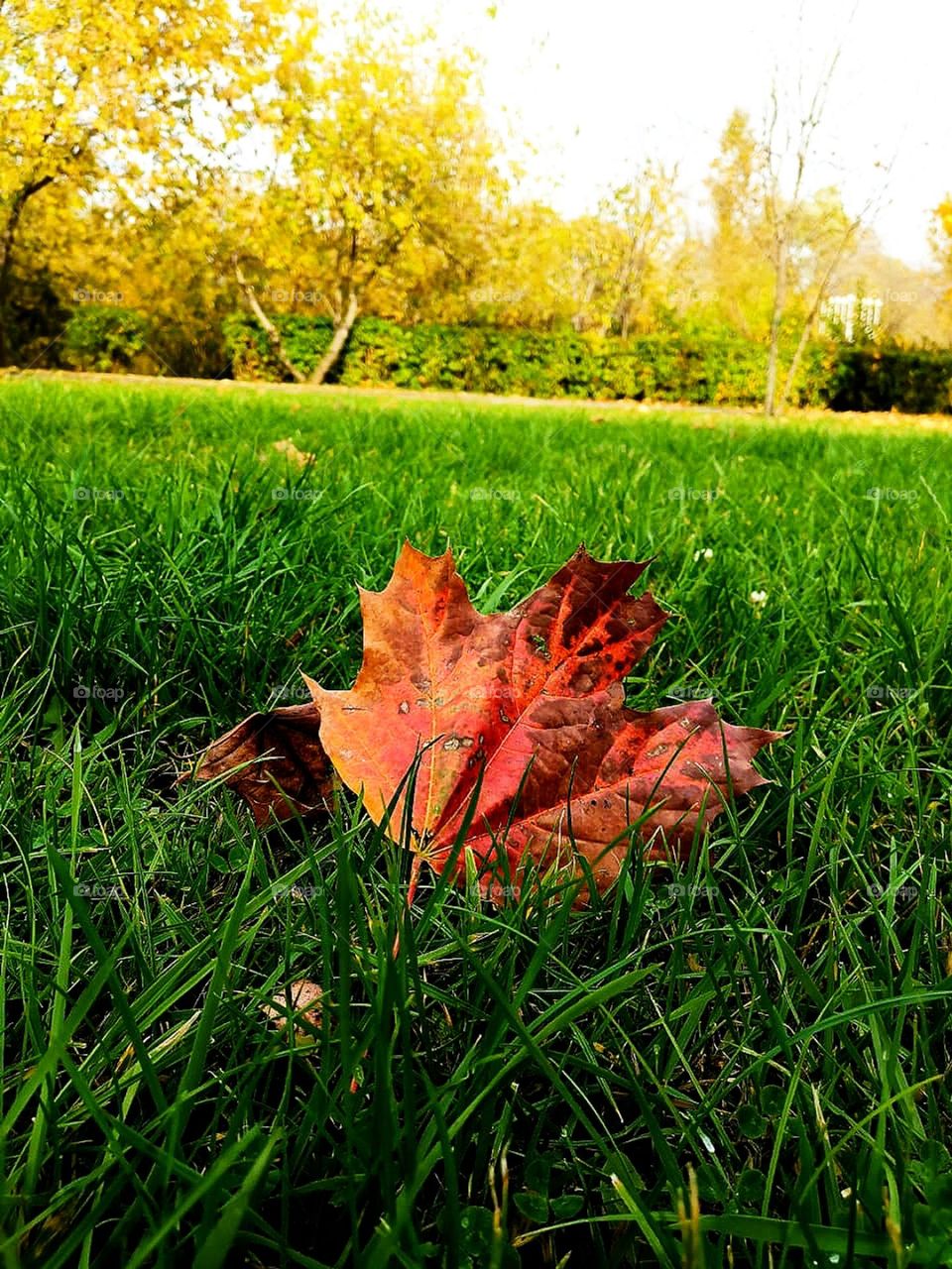 Minimalism in nature.  Red maple leaf on a green lawn.  A forest in the distance